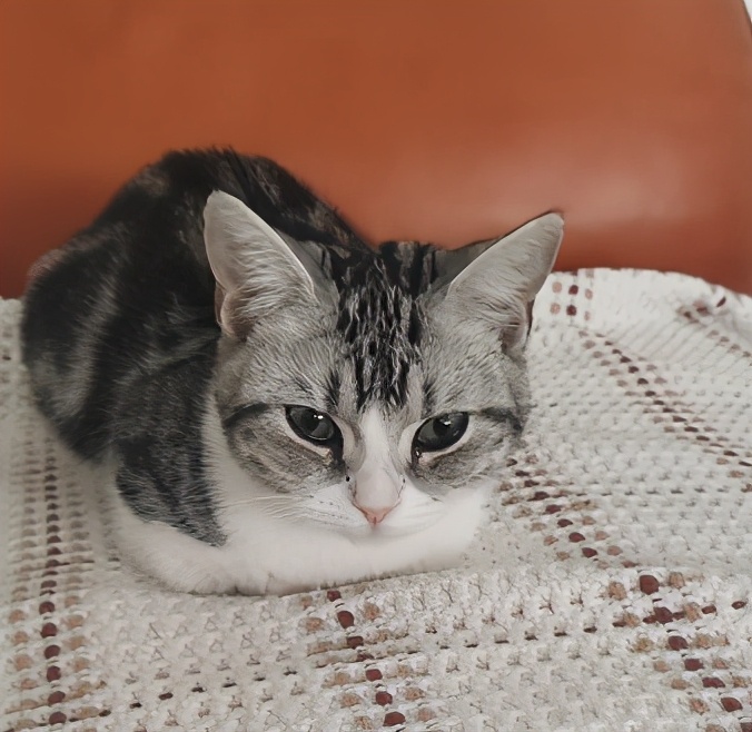 团子猫传腹治好了吗,团子的猫传腹