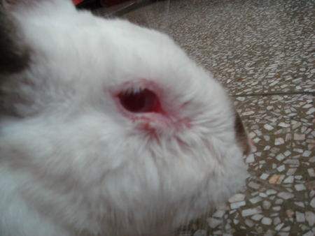 兔子耳螨性中耳炎歪头怎么治疗,兔中耳炎怎么治疗