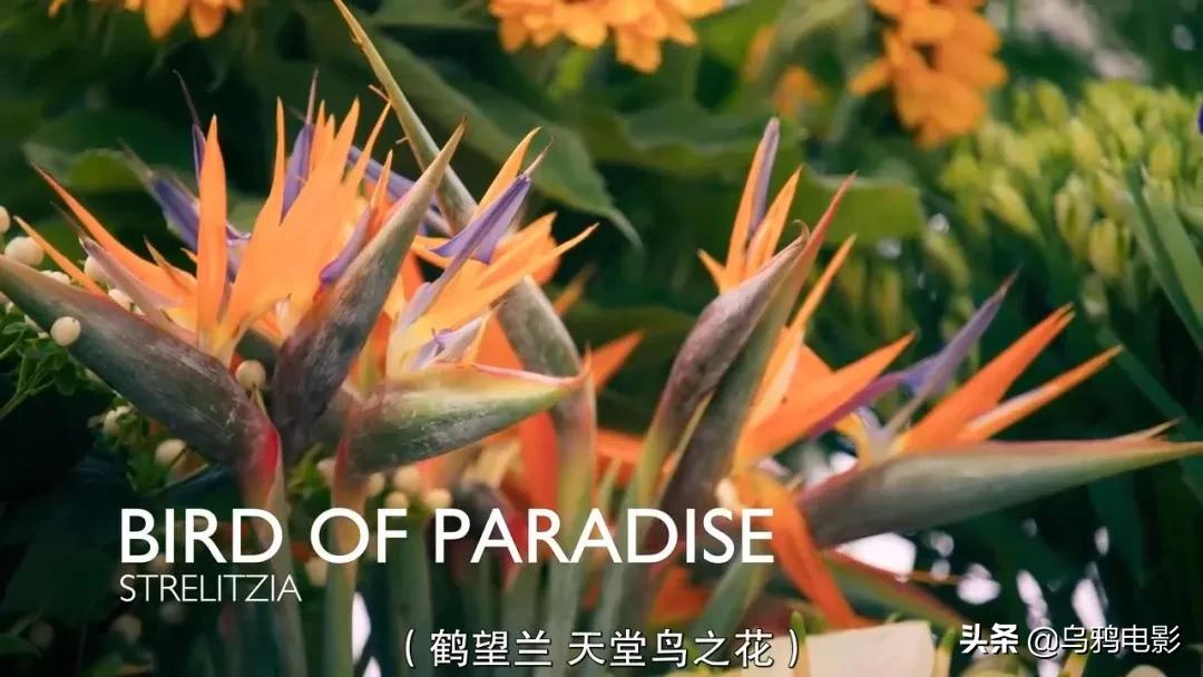 这也能拍出花?网飞又开挂了,每集都让我惊掉下巴