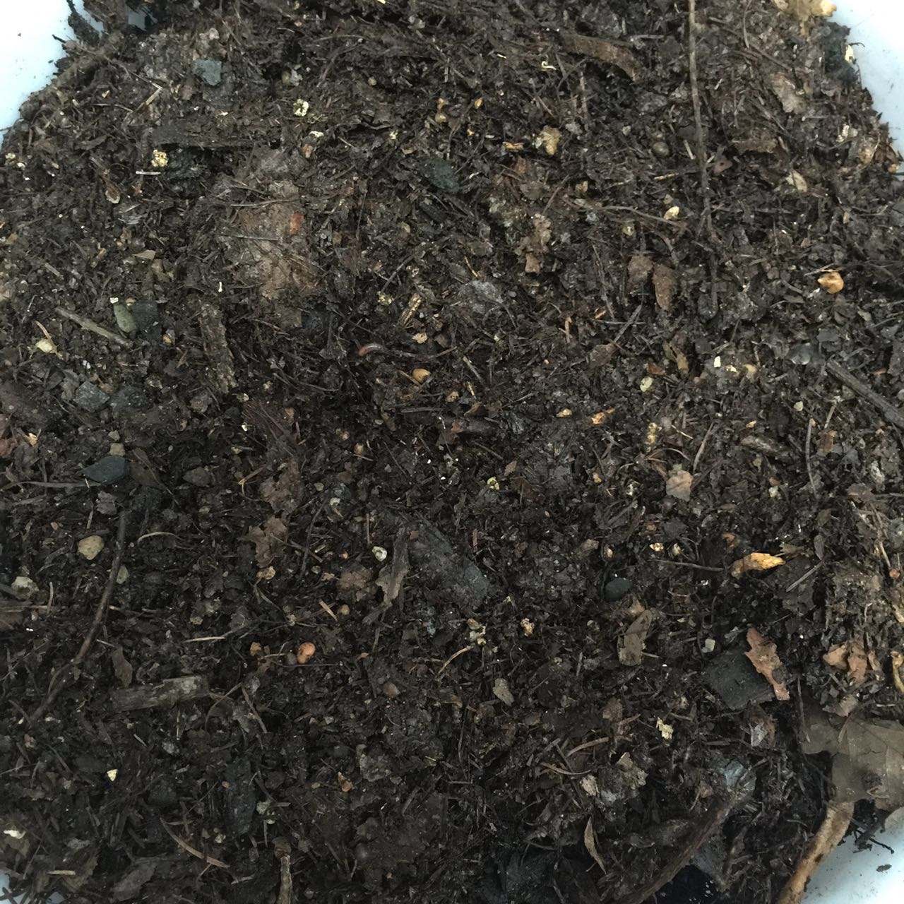 吊兰不徒长的秘诀,吊兰不修根可直接换盆吗