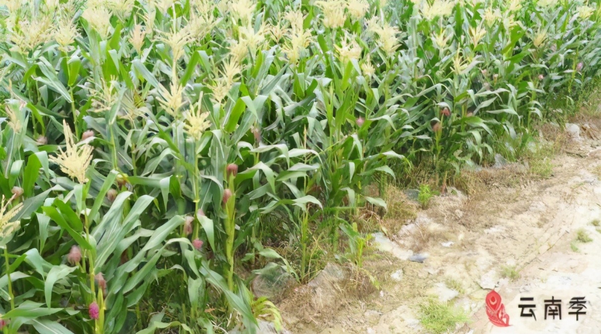 西双版纳甜糯小玉米排行第一,香糯小玉米西双版纳好吃吗