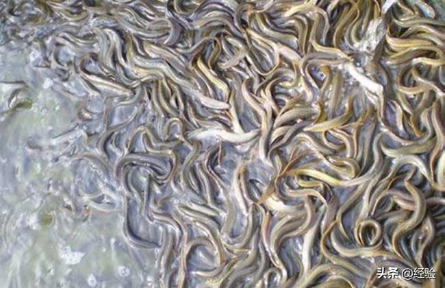 巫溪网箱养殖泥鳅培育,网箱泥鳅养殖技术视频