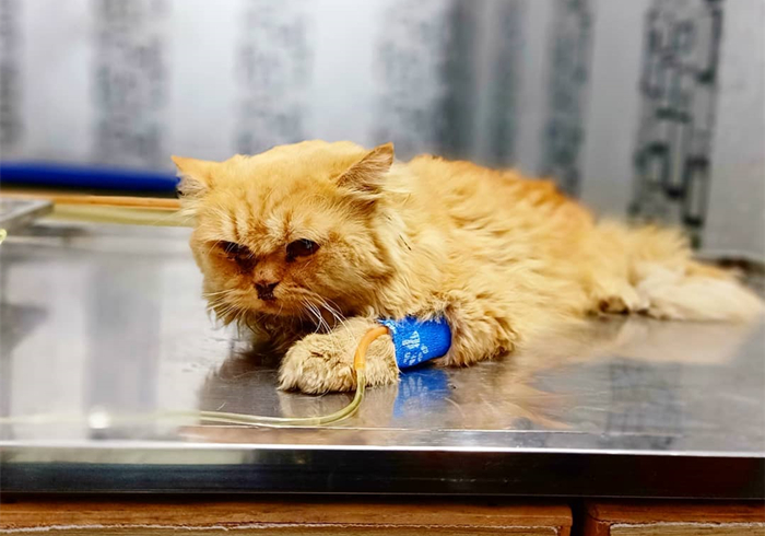 猫咪铲屎官必须知道的事情,猫咪肺部肿瘤症状及治疗方法