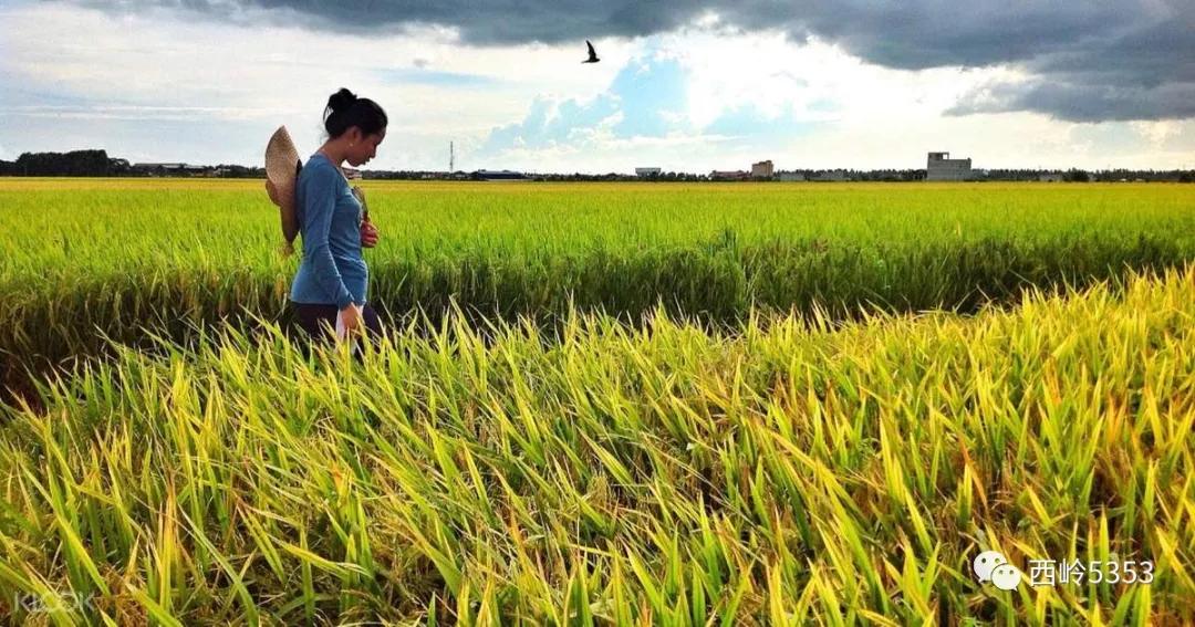 健康养生如天成，老挝特产铸永恒！老挝原生态系列全新上线