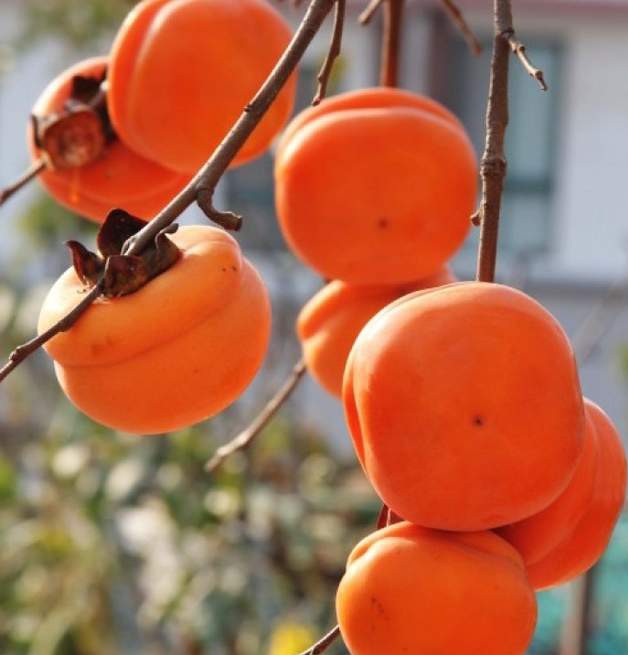 魂牵梦绕的地方是家乡完整版,魂牵梦绕的地方