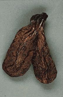 河狸皮毛的优点,河狸皮毛十分名贵