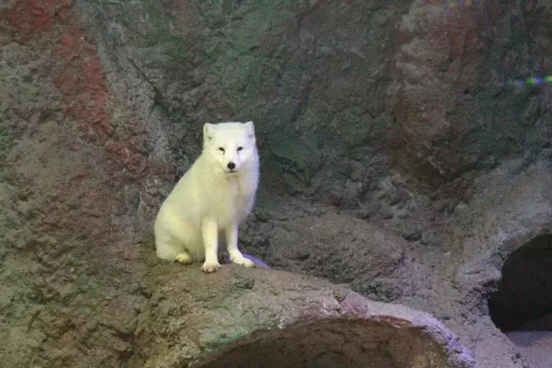 临沂极地海洋世界五一特惠,临沂极地海洋世界门票多少钱