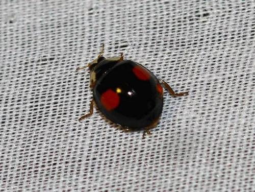 瓢虫是甲虫吗,瓢虫与甲虫形态的主要区别