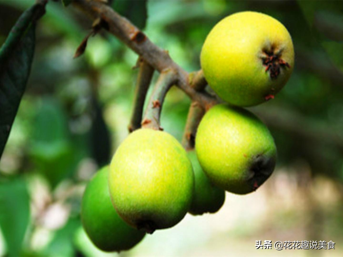 什么枇杷种类好吃,哪种枇杷好吃又大