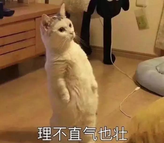 养了好多年的猫突然怕我,养了五年的猫很想把它扔了