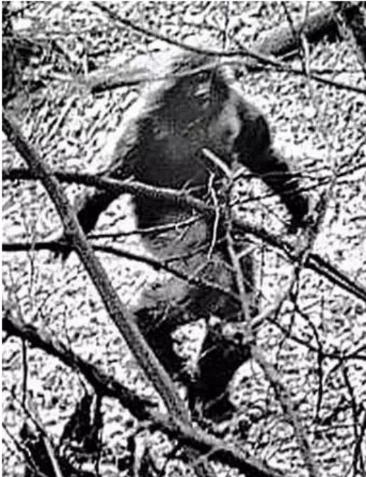 婢冲ぇ鍒╀簹鍙戠幇閲庝汉,婢冲ぇ鍒╀簹澶ц剼閲庝汉