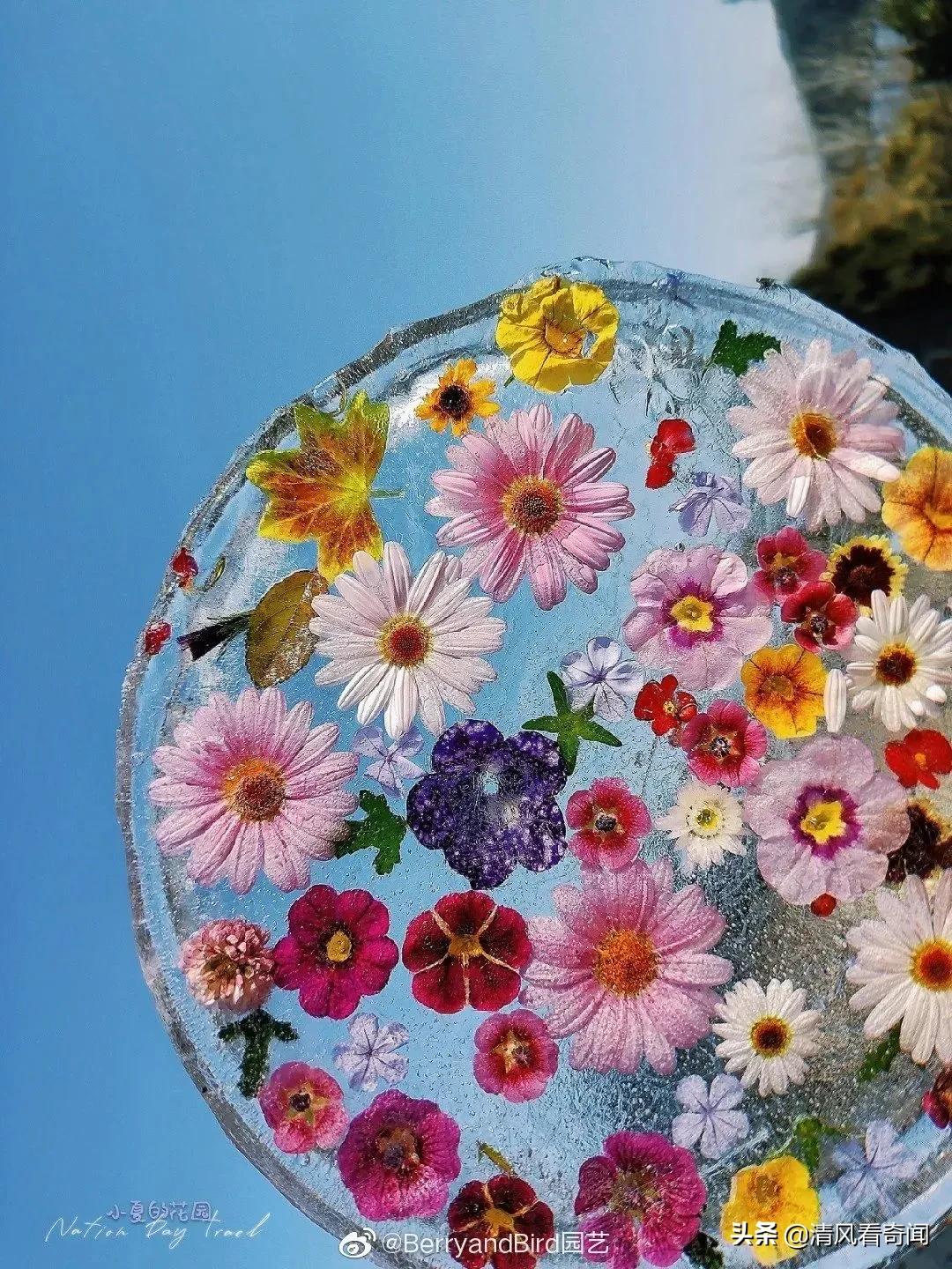 冻冰花美篇,冻冰花的美篇