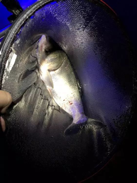 本汀金迦潘求败7米2,本汀金迦强攻潘评测