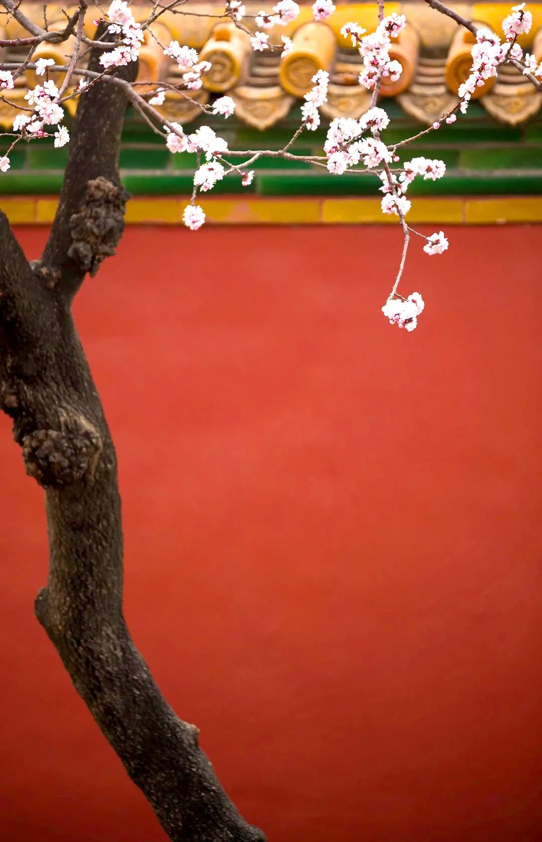 故宫五行是属什么,从故宫里往外看