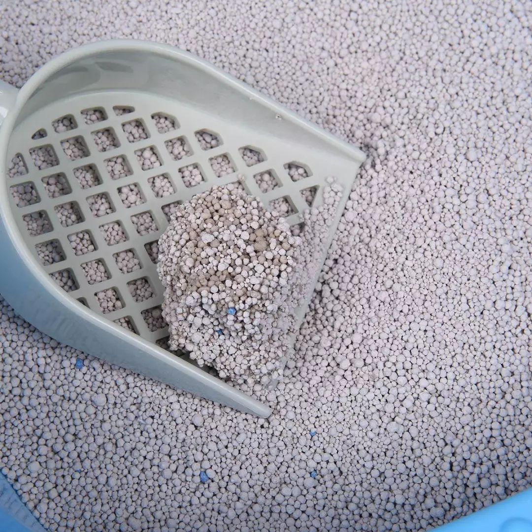 猫咪为什么拉肚子？找对原因就能轻松治愈