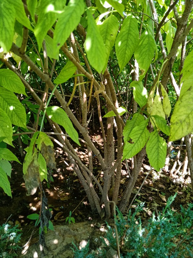 代购苗木,代销苗木挂账