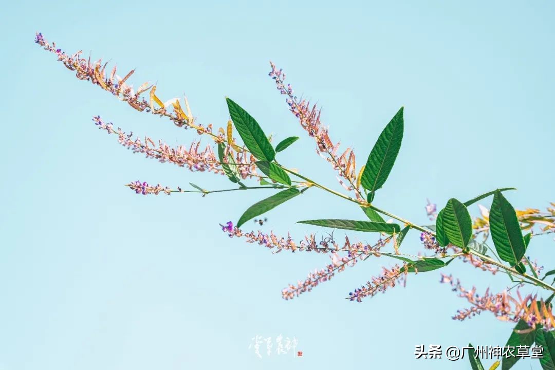 养生泡茶的中草药有哪些,泡茶最好的中草药