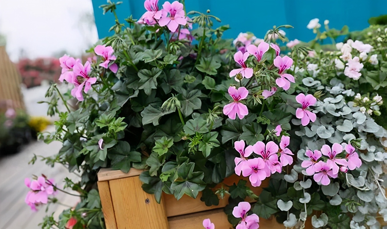 这种花别乱浇水水越多越不开花,这种花不怕冷好养易活