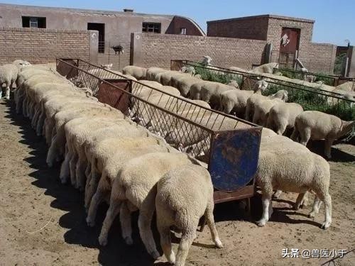 羊肠胃炎预防(附带治疗方法)