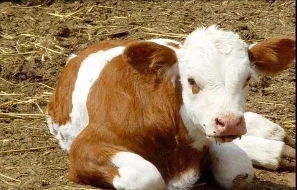 新生犊牛脐带感染引起的肺炎,新生犊牛脐带感染的防治措施