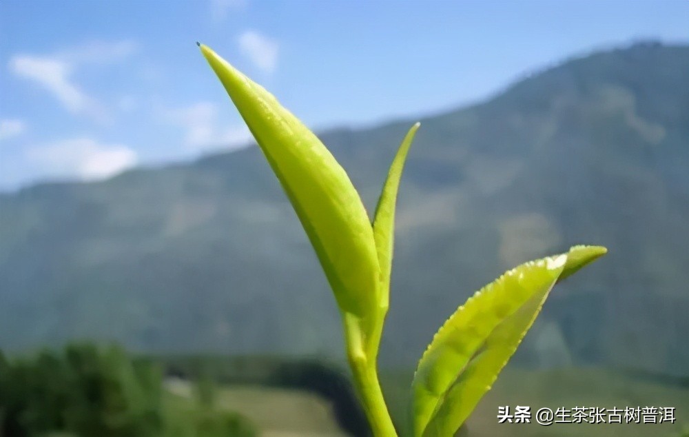 易武普洱茶十大特点,十大顶级普洱生茶排名易武正山