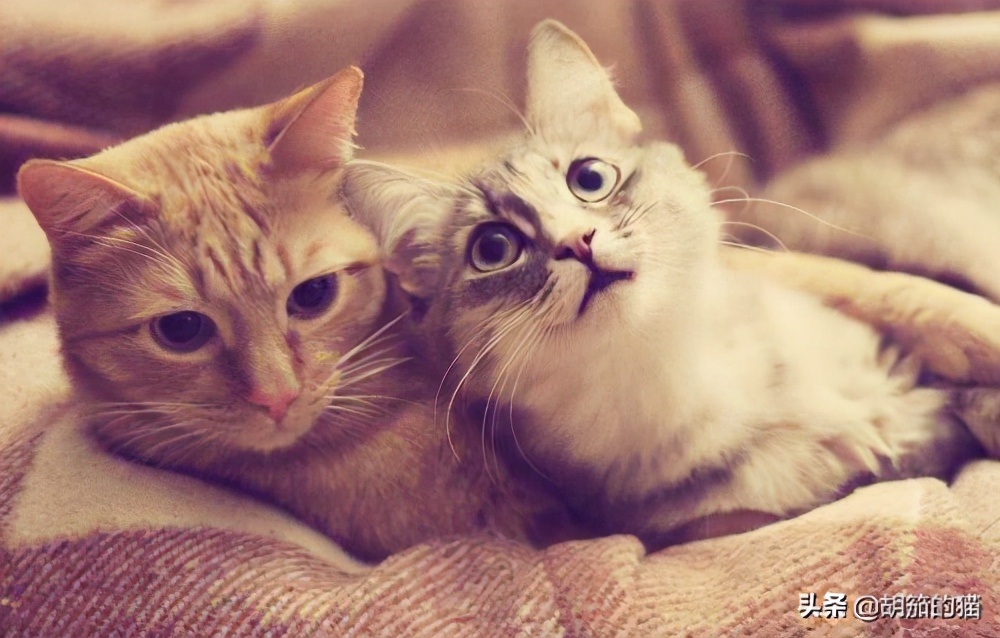 一年的母猫为啥不返群,母猫反群一直叫怎么办