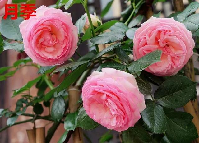 真正的月季花苗,最便宜的月季苗