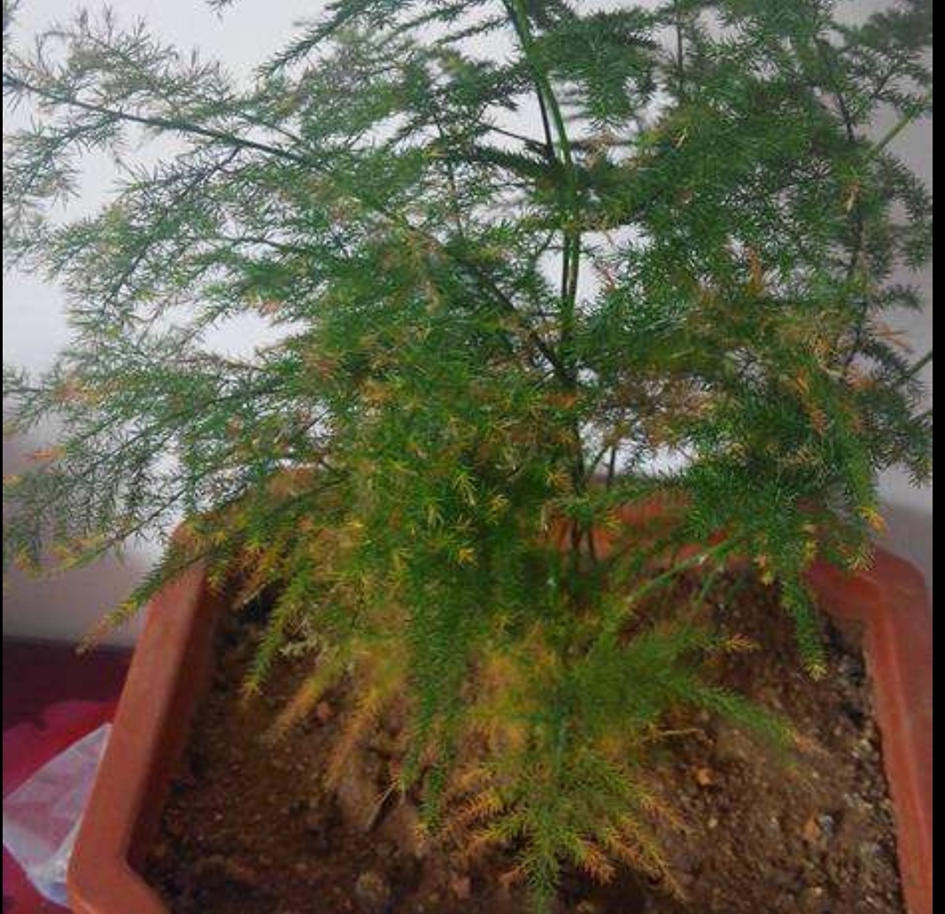 文竹出现黄叶是什么病,文竹全部枯黄了怎么办