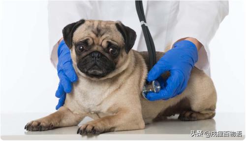 狗狗得细小是什么原因导致的,狗狗细小病用什么方法治疗最快