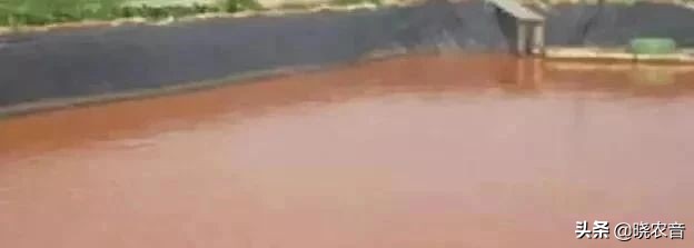 地下水养殖方法和注意事项,山泉水最好养殖方法