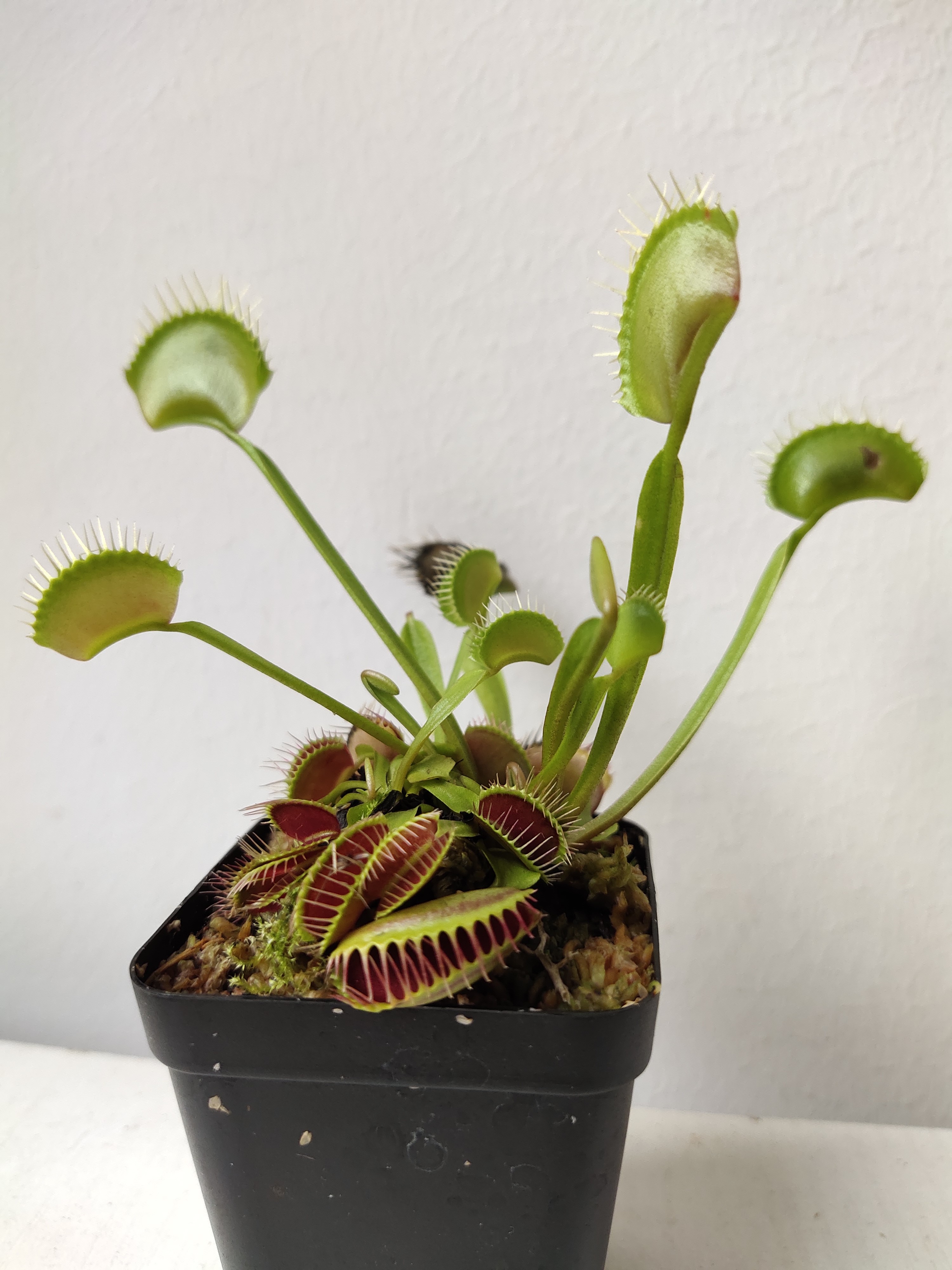 怎么让捕蝇草快速长大,捕蝇草长大是什么样子