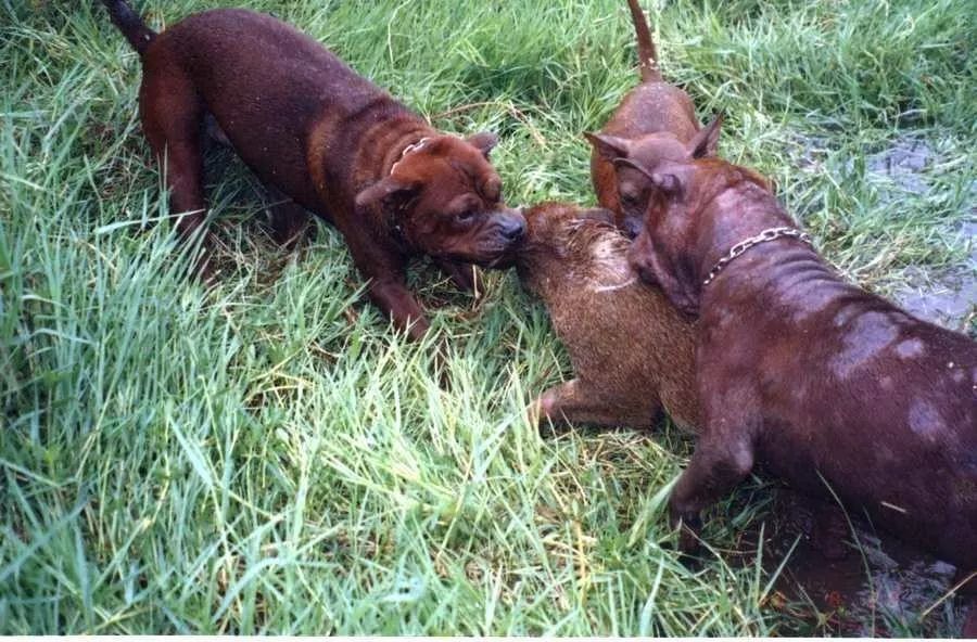 十大猛犬川东猎犬,川东猎犬中国猎犬排第一名的犬