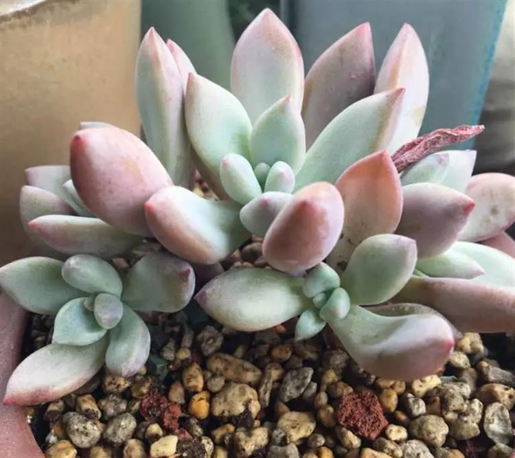 想要多肉长大要怎么做,多肉如何快速爆盆夏天