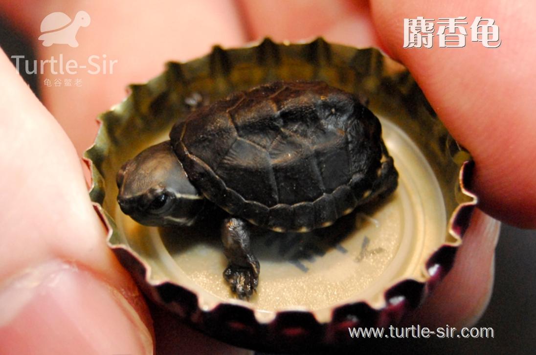 麝香蛋龟和大鳄龟哪个值得养,麝香蛋龟多大可以深水养