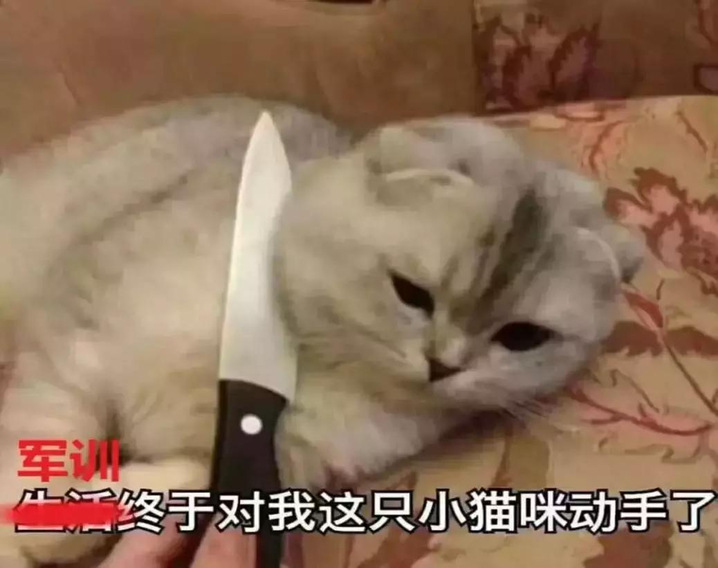 余庆中学和他山中学谁大,余庆中职学校军训