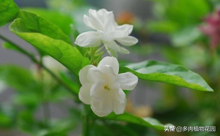 茉莉花四喜的养殖方法,养茉莉的正确方法