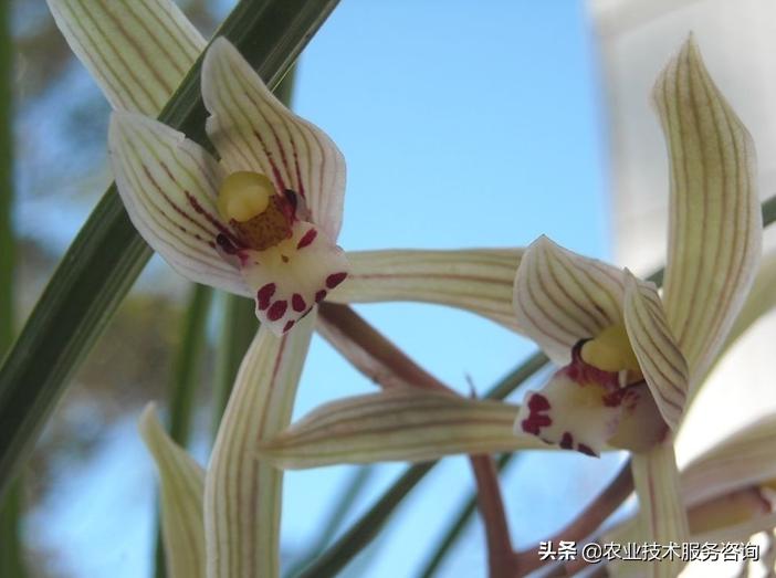 广西名贵兰花品种,莲瓣兰花名贵品种