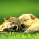 深圳养狗证多少钱,深圳养狗证网上可以查吗