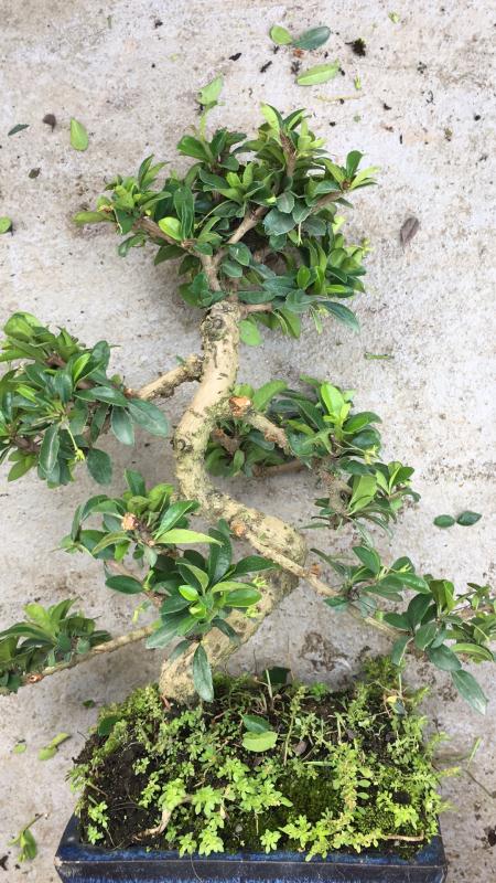 苹果盆景修剪技巧图解,新手也能学会的修剪盆景技巧