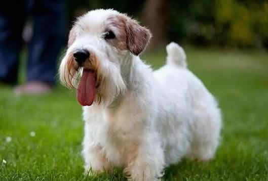 柯基小短腿狗,像柯基的都有什么狗