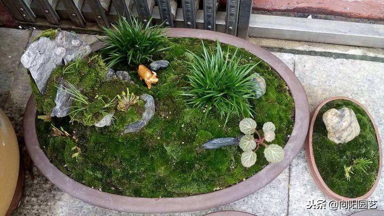 苔藓可以当兰花植料吗,苔藓能养花吗