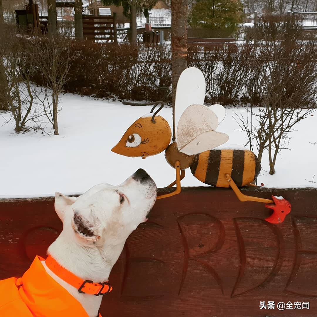 猫狗被马蜂蛰,猫被蜜蜂蜇了疯狂呕吐怎么办