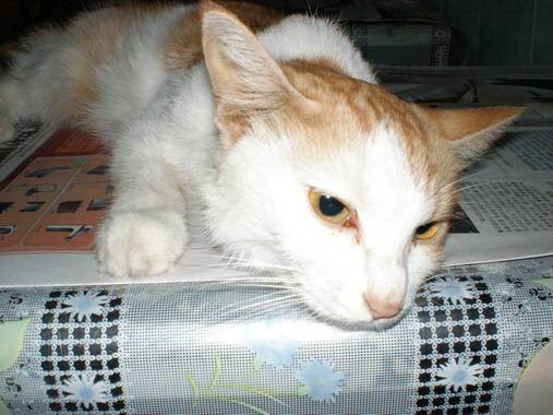 猫慢性肝炎早期几乎不能发觉，判断和预防猫慢性肝炎，应该这么做