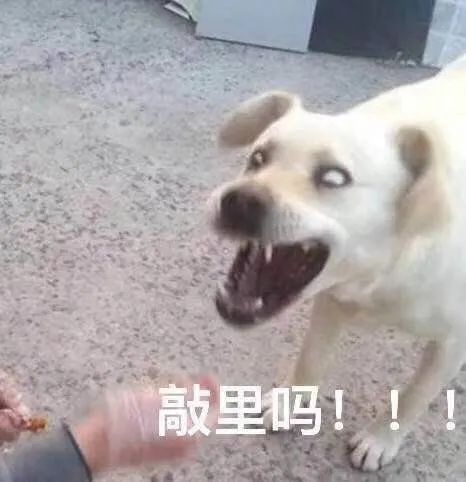 为什么狗市买的狗活不过一星期,为什么狗市买的狗说活不过三个月