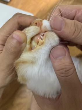 怎么判断猫很健康,怎么自己判断猫咪的健康状态