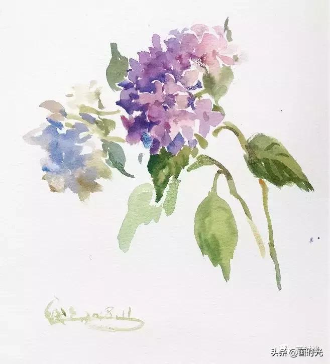 水彩绣球花教程,水彩画绣球花教学