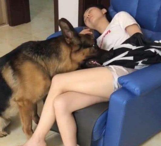 泰迪狗狗晚上不睡觉一直叫怎么办,狗狗晚上不睡觉满屋遛是什么原因