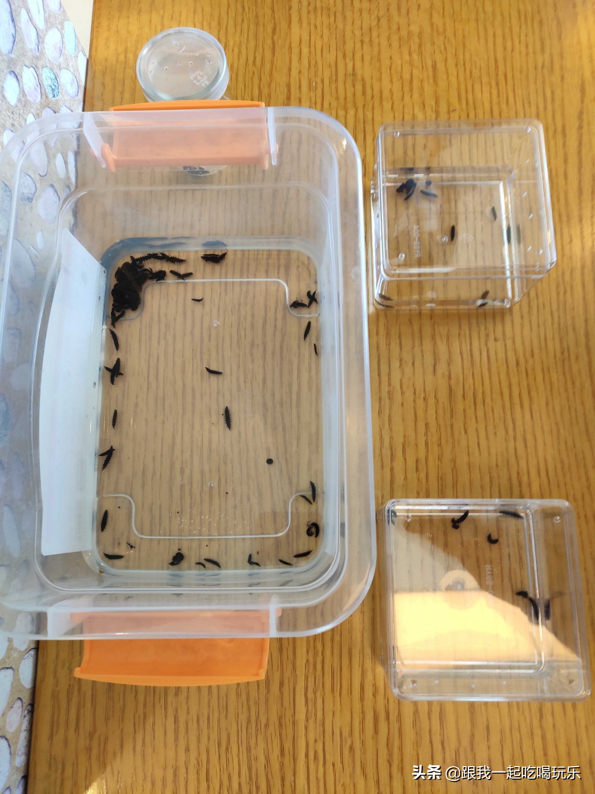 沈阳热高乐园丛林欢乐世界,沈阳丛林欢乐世界