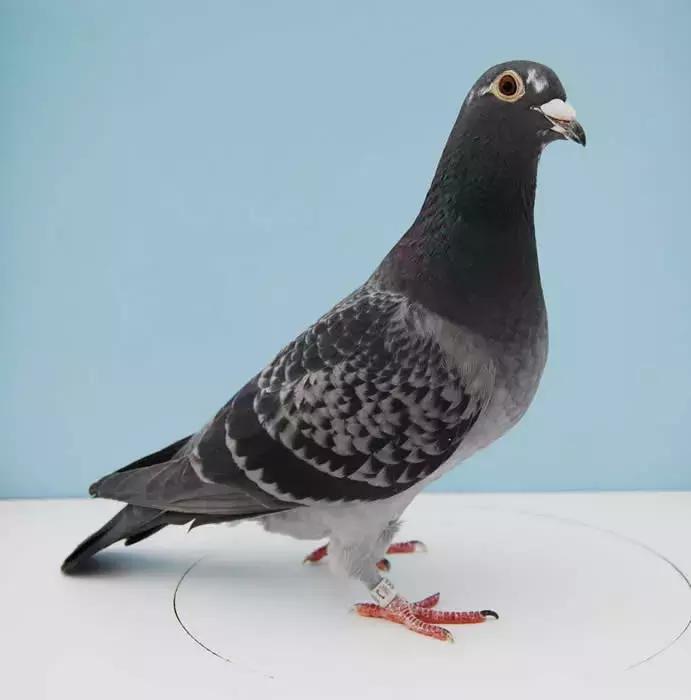 赛鸽要什么样的鸽子才好,养鸽子选什么品种的鸽子最好
