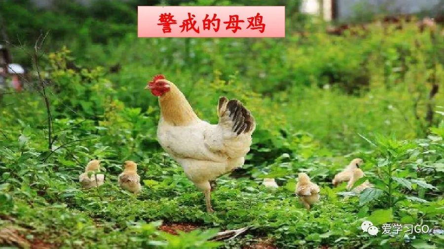 部编版四年级下册15课白鹅解析,部编版四下语文第13课母鸡预习